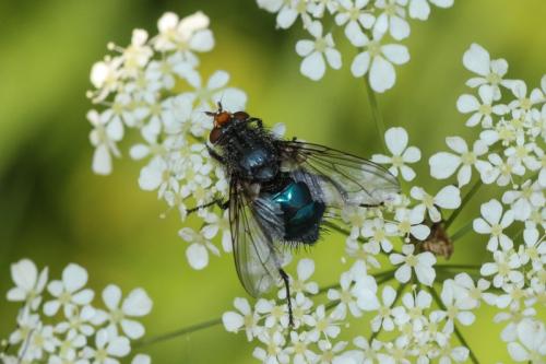 Cynomya mortuorum